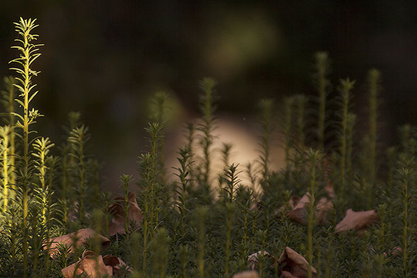 Immerwährendes Licht - © Helga Jaramillo Arenas - Fotografie und Poesie / November 2019