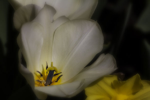 Zauber - © Helga Jaramillo Arenas - Fotografie und Poesie / April 2019