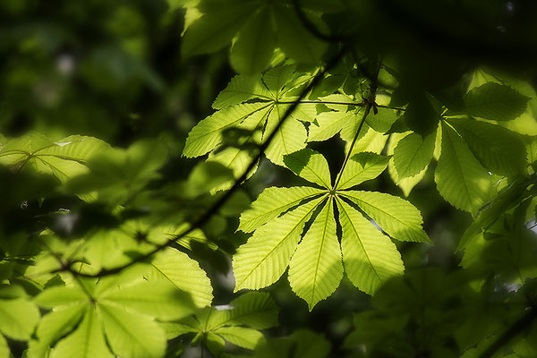 Sommersonnentage - © Helga Jaramillo Arenas - Fotografie und Poesie / Januar 2019