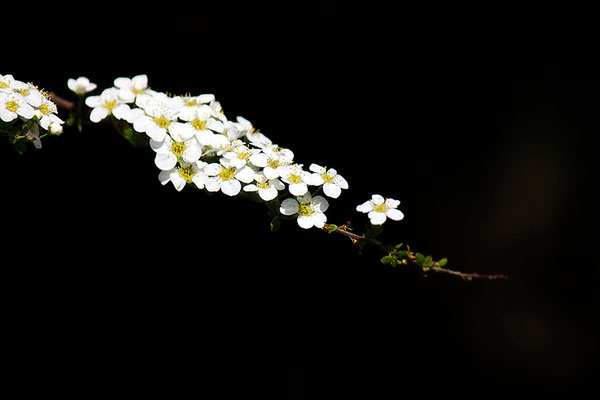 Unendlich zart - © Helga Jaramillo Arenas - Fotografie und Poesie / Mai 2015