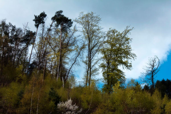 Die leisen Gespräche der Bäume mit dem Wind - © Helga Jaramillo Arenas - Fotografie und Poesie / April 2015