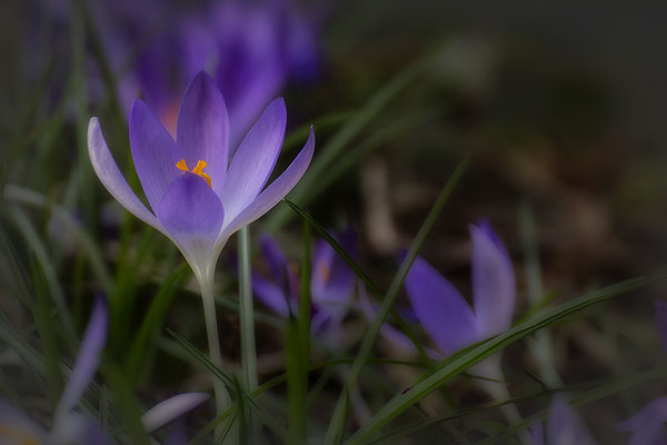 Frühlingserwachen - © Helga Jaramillo Arenas - Fotografie und Poesie / März 2018