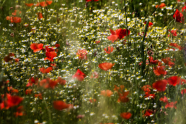 Fülle - © Helga Jaramillo Arenas - Fotografie und Poesie / Juni 2018