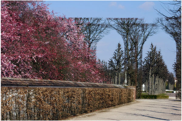 Wenn der Frühling kommt / Schloßgarten Schwetzingen - © Helga Jaramillo Arenas - Fotografie und Poesie / März 2015