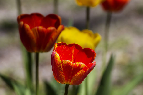 Im Wind - © Helga Jaramillo Arenas - Fotografie und Poesie / Mai 2019