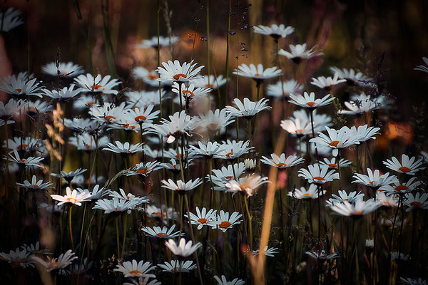 Reichtum - © Helga Jaramillo Arenas - Fotografie und Poesie / Juni 2015