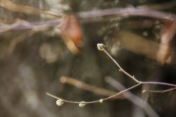 Die Geduld der Natur -  © Helga Jaramillo Arenas - Fotografie und Poesie / Januar 2024