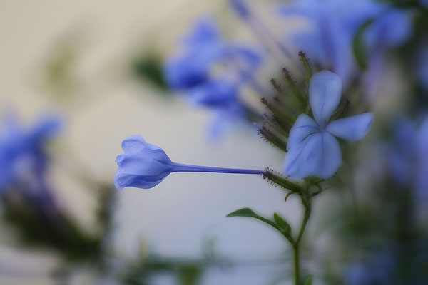 Blau - © Helga Jaramillo Arenas - Fotografie und Poesie / Juli 2017