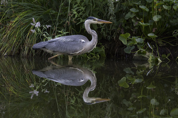 Der Doppelgänger - © Helga Jaramillo Arenas - Fotografie und Poesie / August 2017