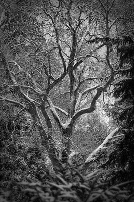 Das Herz der Bäume (2) - © Helga Jaramillo Arenas - Fotografie und Poesie / März 2016