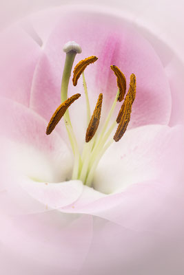 Urkraft - © Helga Jaramillo Arenas - Fotografie und Poesie / Mai 2024