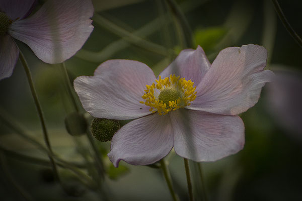 Schönheit im Verblühen - © Helga Jaramillo Arenas - Fotografie und Poesie / August 2016