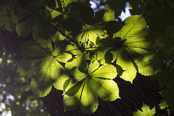 Lichtgestalter -  © Helga Jaramillo Arenas - Fotografie und Poesie / Mai 2022