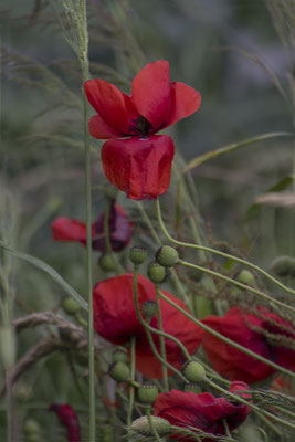 Kraftvoll - © Helga Jaramillo Arenas - Fotografie und Poesie / April 2024