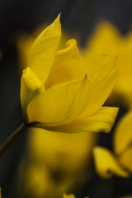 Vom Frühling Geschickt (4) - © Helga Jaramillo Arenas - Fotografie und Poesie / April 2017