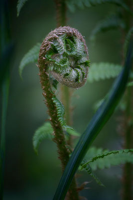 Eingetaucht in Zauberwelten - © Helga Jaramillo Arenas - Fotografie und Poesie / Mai 2014