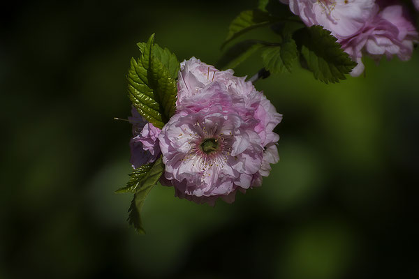 Zwischen Vergehen und Werden - © Helga Jaramillo Arenas - Fotografie und Poesie / April 2019