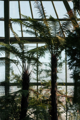 Im Haus der Tropen - © Helga Jaramillo Arenas - Fotografie und Poesie / Februar 2018
