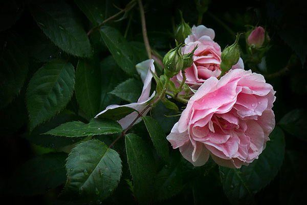 Nach dem Regen - © Helga Jaramillo Arenas - Fotografie und Poesie / September 2013