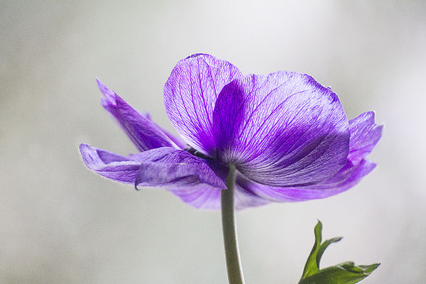 Auf dem Sprung -  © Helga Jaramillo Arenas - Fotografie und Poesie / Februar 2022