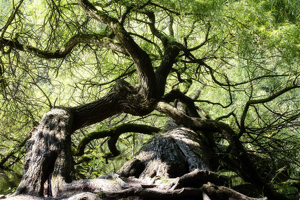 Wenn Bäume tanzen -  © Helga Jaramillo Arenas - Fotografie und Poesie / Juni 2021 