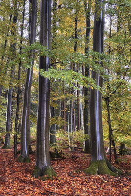 Im Regenkleid - © Helga Jaramillo Arenas - Fotografie und Poesie / Dezember 2025 