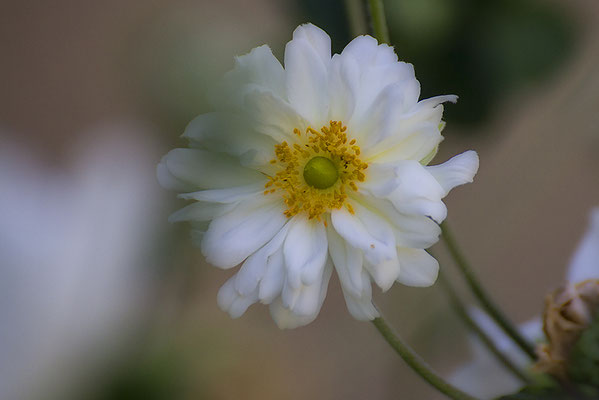 Herbstbote - © Helga Jaramillo Arenas - Fotografie und Poesie / September 2019