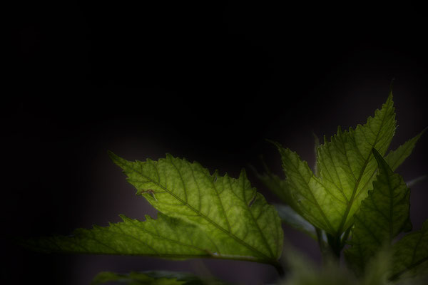 Es bleibt das Licht -  © Helga Jaramillo Arenas - Fotografie und Poesie / Januar 2021