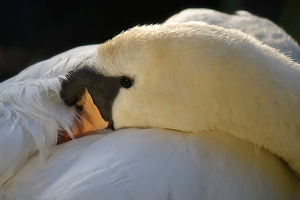 "Gute Nacht!" - © Helga Jaramillo Arenas - Fotografie und Poesie / Mai 2012