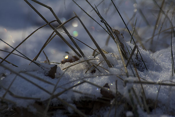 Elfenzauber - © Helga Jaramillo Arenas - Fotografie und Poesie / Januar 2026