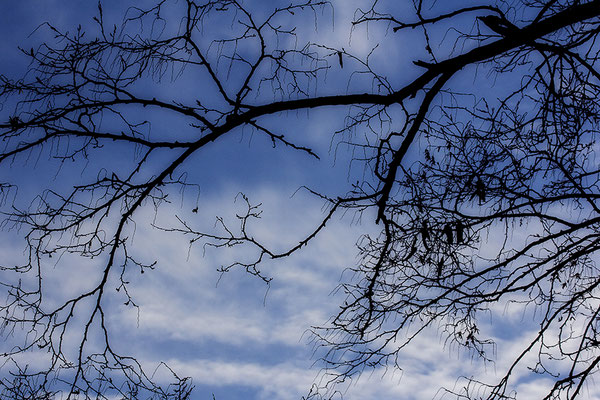 Frühlingshimmel, Winterbäume - © Helga Jaramillo Arenas - Fotografie und Poesie / Februar 2019
