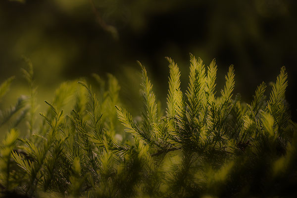 Bei den Elfen - © Helga Jaramillo Arenas - Fotografie und Poesie / Mai 2020