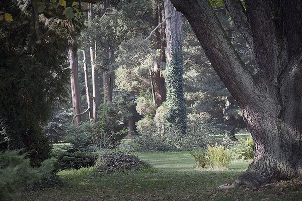 Die Erzählungen der Bäume - © Helga Jaramillo Arenas - Fotografie und Poesie / November 2014