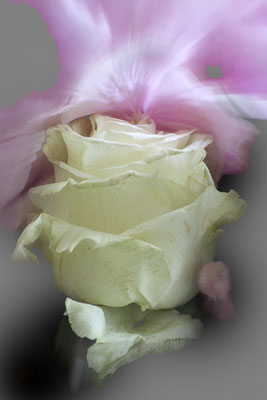 Geboren II. - © Helga Jaramillo Arenas - Fotografie und Poesie / Mai 2024