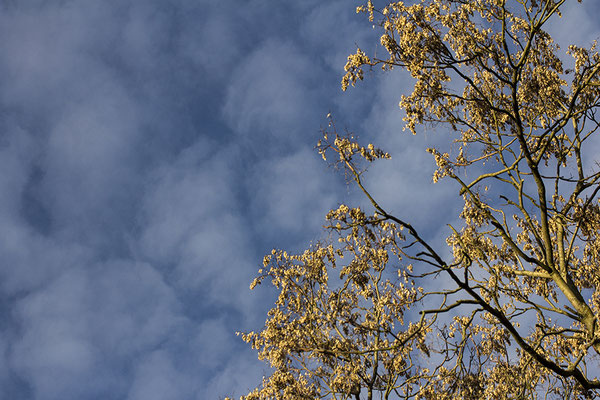Frühlingsblau -  © Helga Jaramillo Arenas - Fotografie und Poesie / Februar 2022