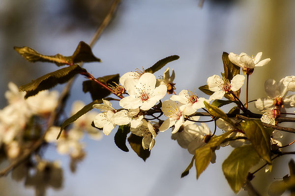 Tanz der Blüten - © Helga Jaramillo Arenas - Fotografie und Poesie / März 2020