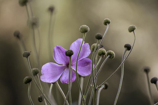 ...und erwartet den Herbst - © Helga Jaramillo Arenas - Fotografie und Poesie / August 2016