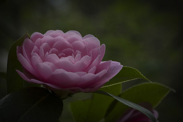 Ohne Gleichen - © Helga Jaramillo Arenas - Fotografie und Poesie / Juli 2019