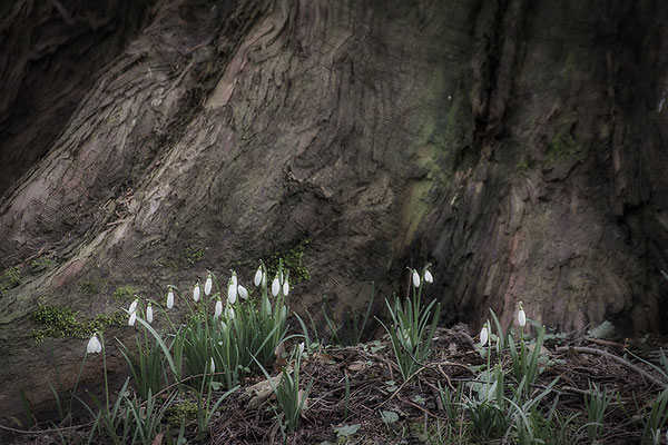 Im Schutze des großen Bruders - © Helga Jaramillo Arenas - Fotografie und Poesie / Februar 2018