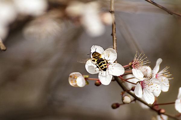 Der Frühling kommt -  © Helga Jaramillo Arenas - Fotografie und Poesie / März 2024