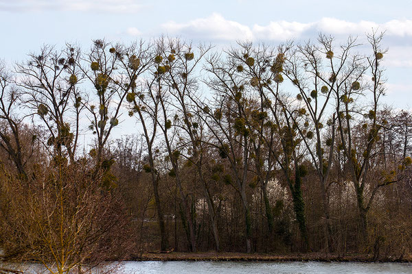 Die Wärme des Frühlings -  © Helga Jaramillo Arenas - Fotografie und Poesie / April 2021