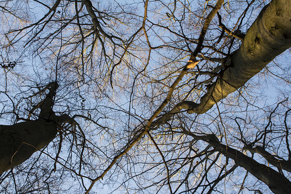 Gespäche in den Himmel -  © Helga Jaramillo Arenas - Fotografie und Poesie / Februar 2024