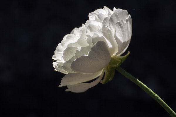 Ins Licht getaucht - © Helga Jaramillo Arenas - Fotografie und Poesie / Mai 2019