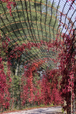 Umschlossen vom Herbst - © Helga Jaramillo Arenas - Fotografie und Poesie / Februar 2018