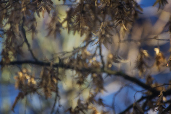 In den Herbst geträumt - © Helga Jaramillo Arenas - Fotografie und Poesie / Januar 2017