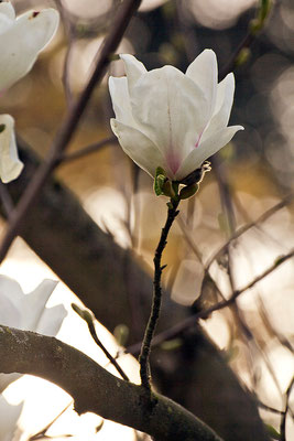 Wärmendes Licht - © Helga Jaramillo Arenas - Fotografie und Poesie / Mai 2015