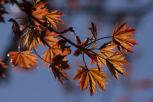 Frühlingsleuchten - © Helga Jaramillo Arenas - Fotografie und Poesie / April 2019