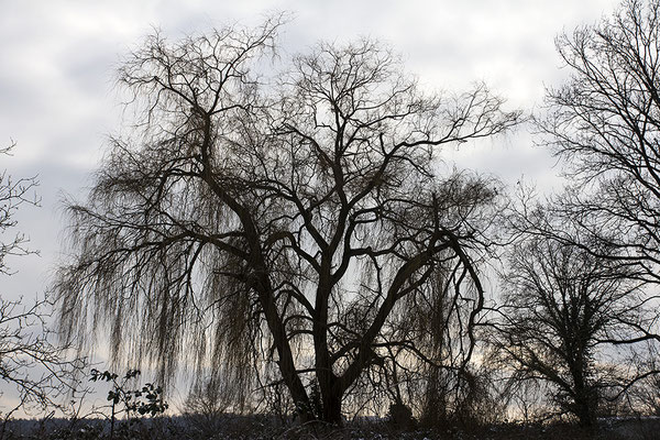 Geschichtenerzähler - © Helga Jaramillo Arenas - Fotografie und Poesie / Januar 2026