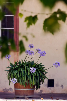 An einem Sommertag / Bad Homburg v. d. Höhe - © Helga Jaramillo Arenas - Fotografie und Poesie / Juli 2015