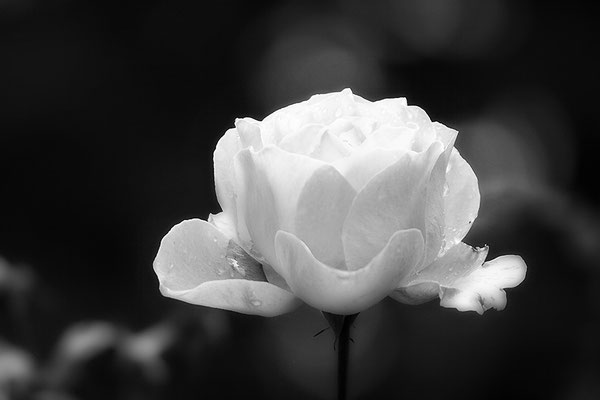 Schneeweißchen - © Helga Jaramillo Arenas - Fotografie und Poesie / November 2017